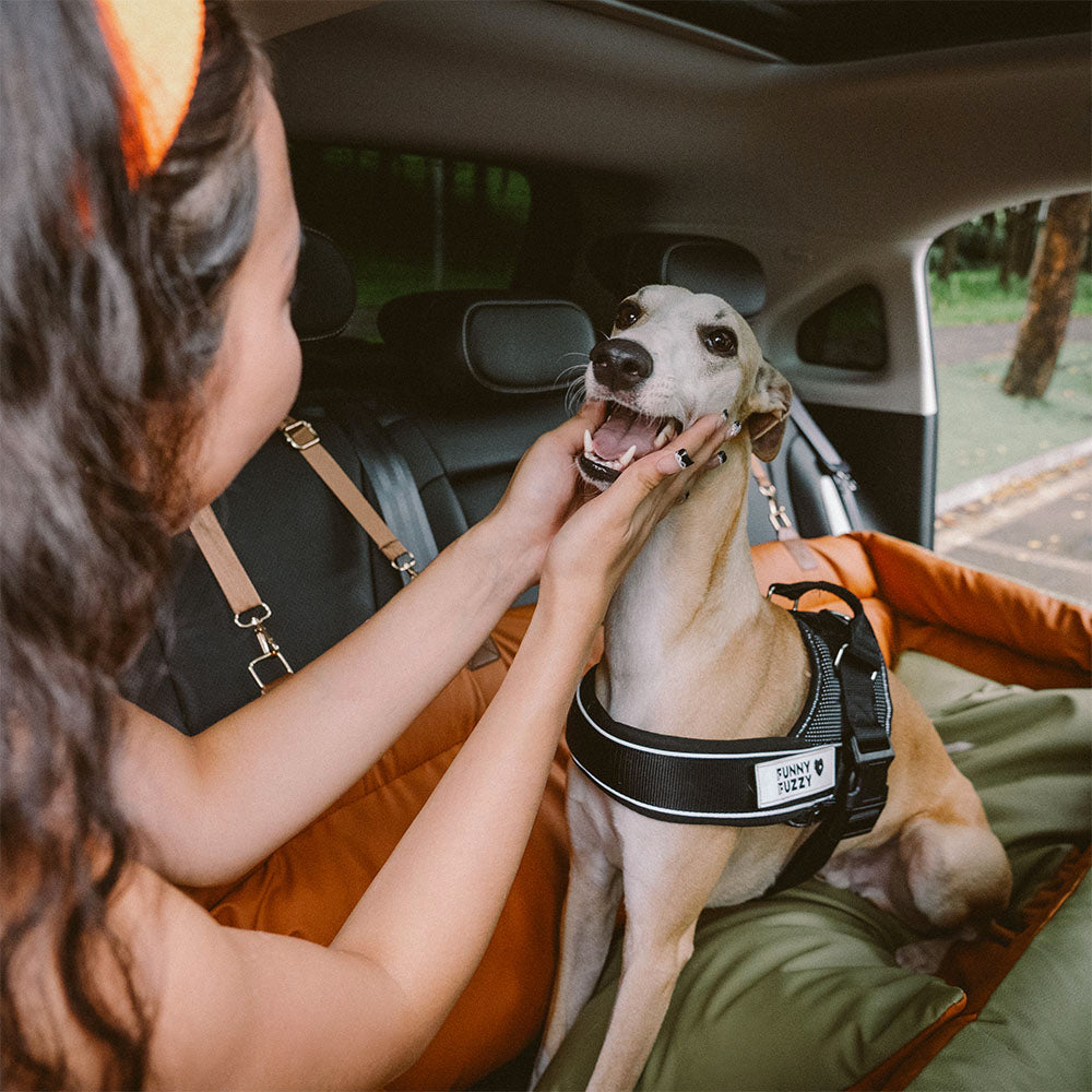 Cadeira de Auto para Cão – Conforto e Proteção