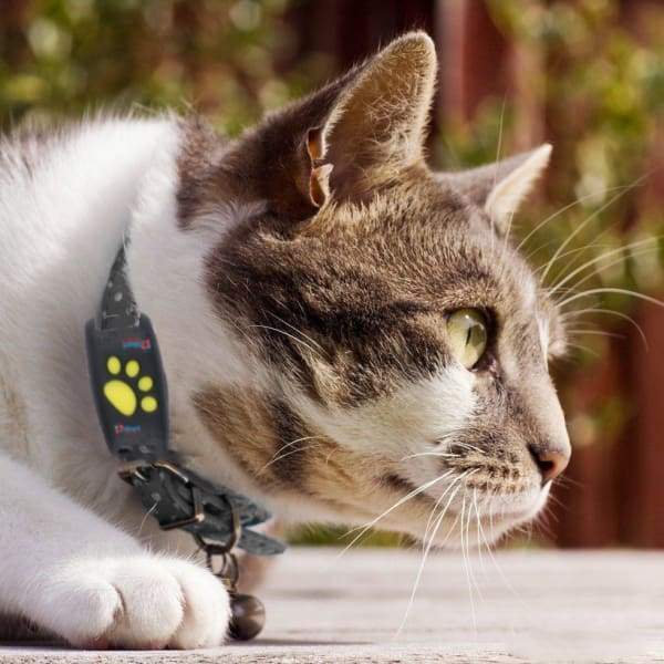 GPS-Halsband für Katzen Echtzeit-Tracking – Sicherheit und Ruhe